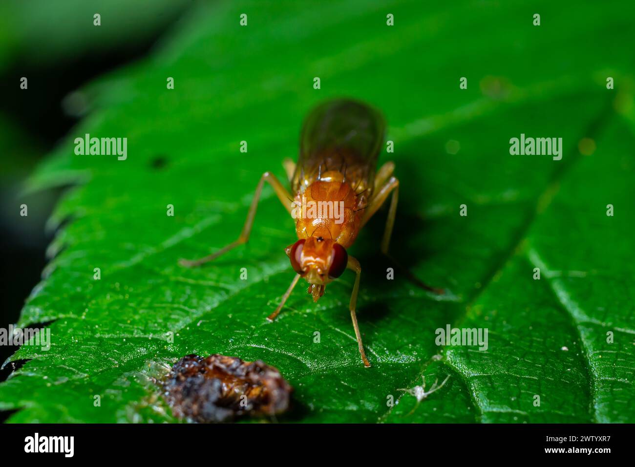 Mosca di frutta comune maschio Drosophila melanogaster seduto su una lama d'erba con sfondo verde fogliame. Foto Stock