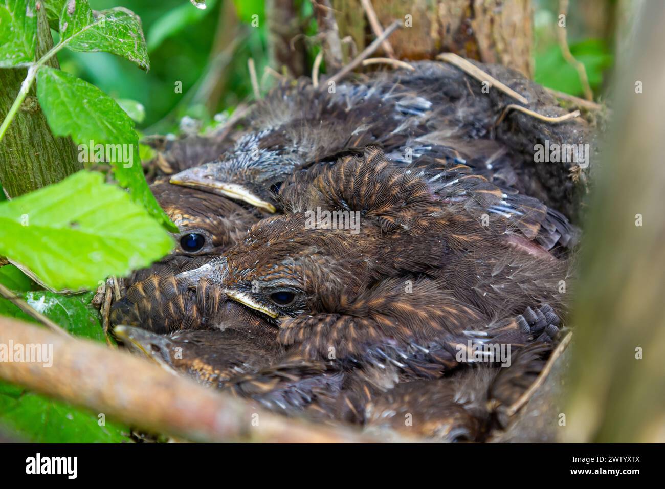 Cuccioli di uccelli nel nido e spinaci di mischia. Spinte. Foto Stock