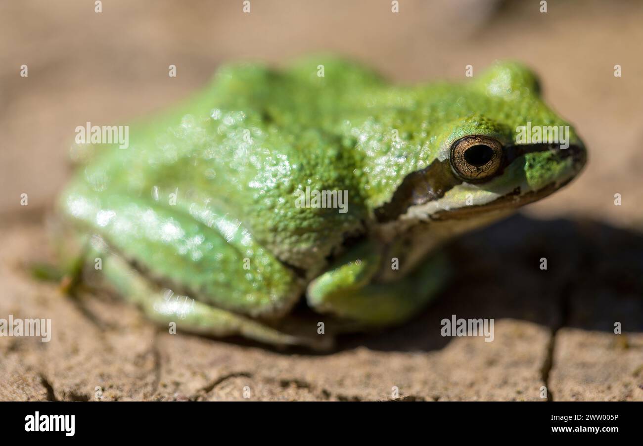 Verde morph Pacific Tree Frog. Joseph D. Grant County Park, Santa Clara County, California. Foto Stock