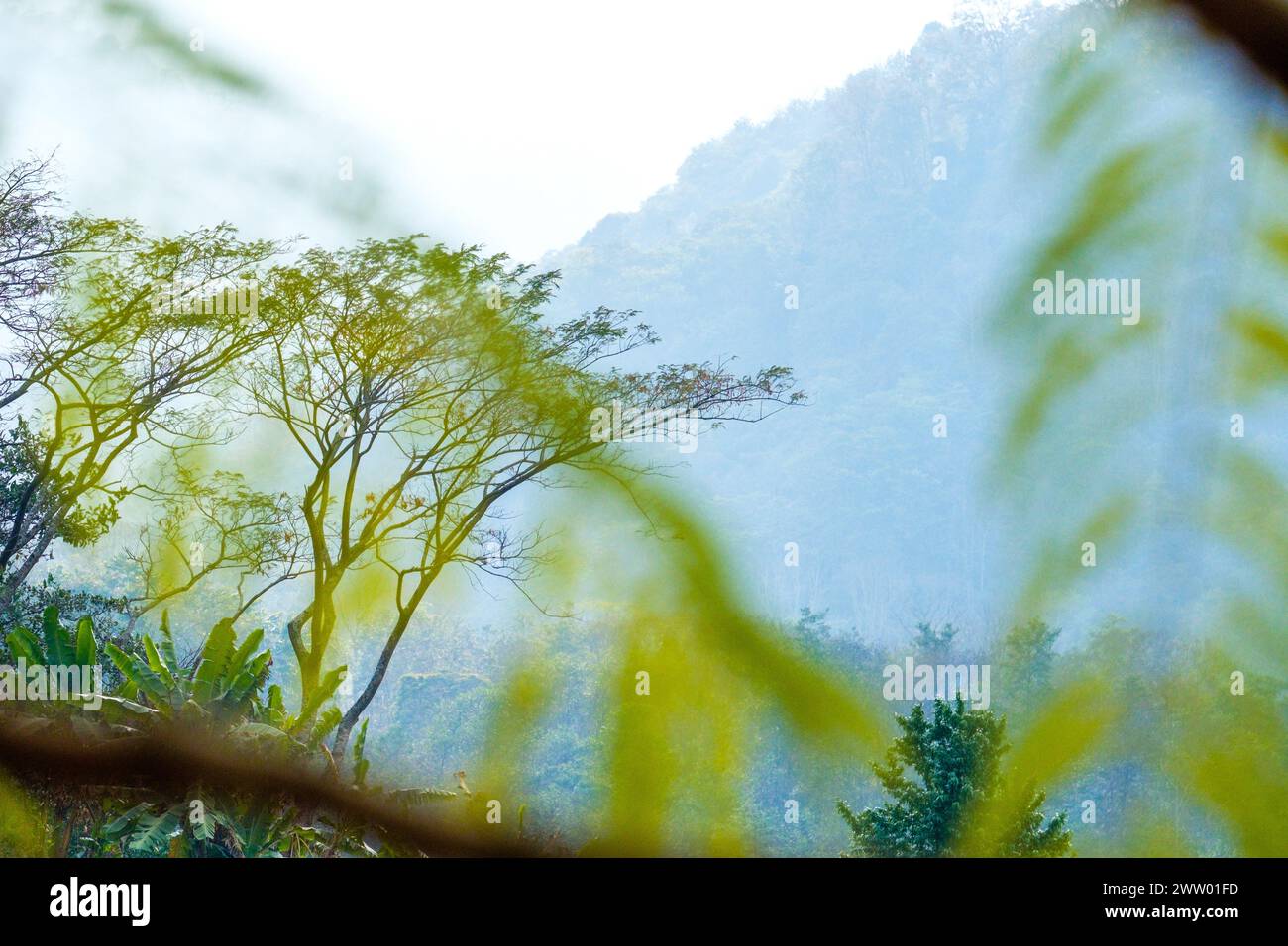 Le colline boscose del Nagaland, India nord-orientale Foto Stock