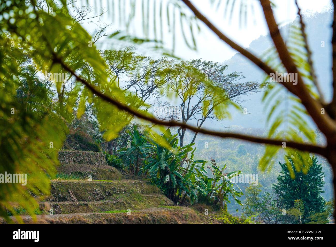 Le colline boscose del Nagaland, India nord-orientale Foto Stock