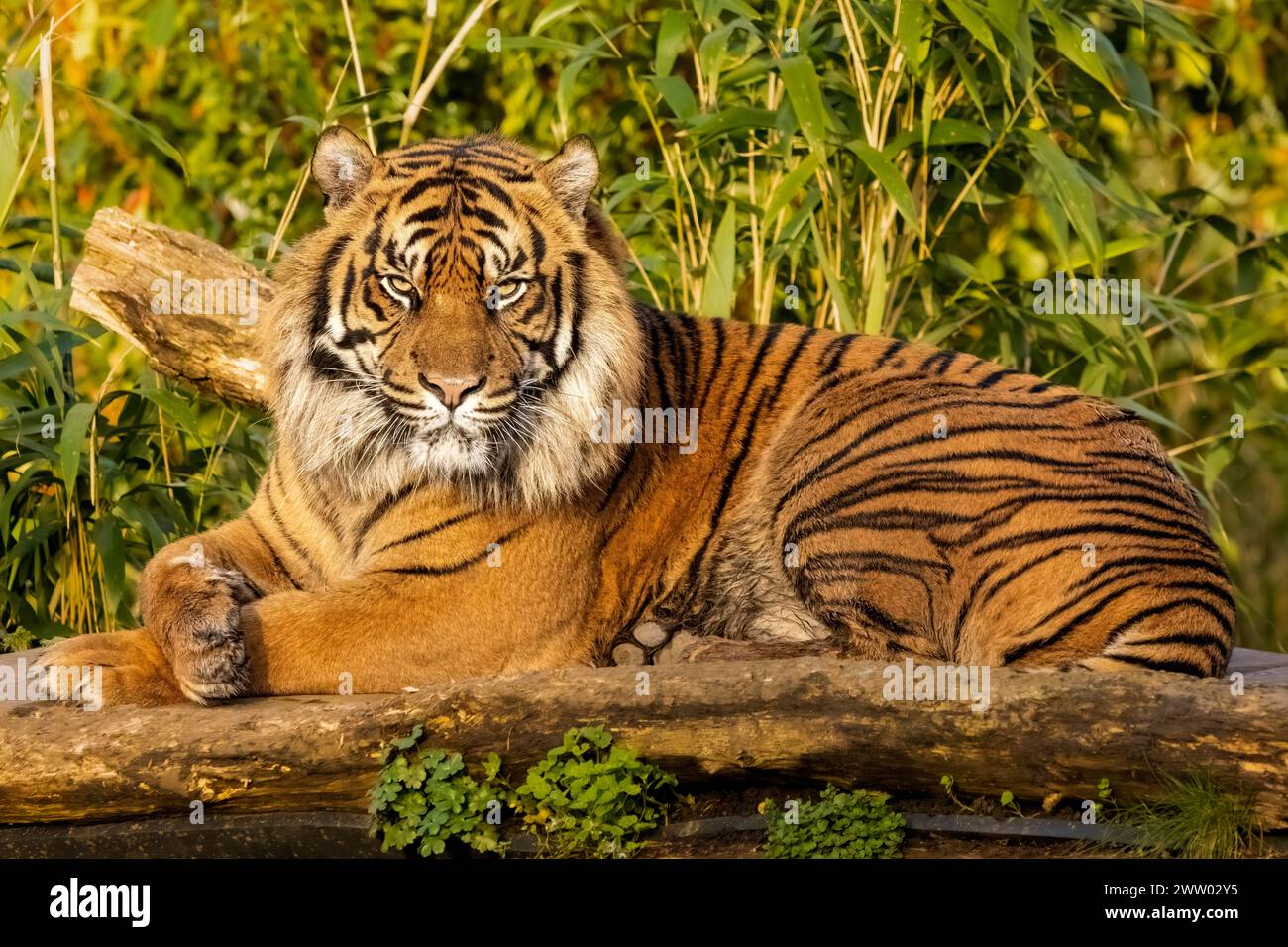 Maschio di tigre di Sumatra Foto Stock