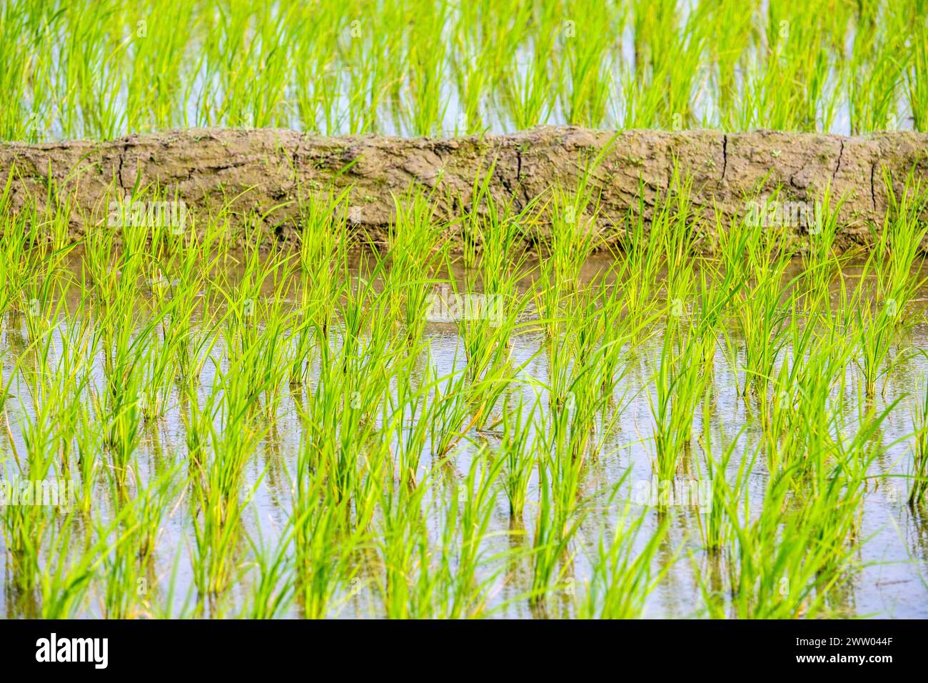 Riso che cresce in una risaia, Isola Majuli, Assam, India Foto Stock