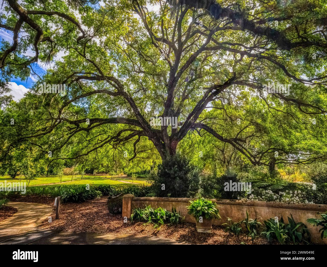 Gli alberi retroilluminati nei Bok Tower Gardens sono un punto di riferimento storico nazionale sul National Register of Historic Places in cima alla Iron Mointain nel Lake Wales Florid Foto Stock