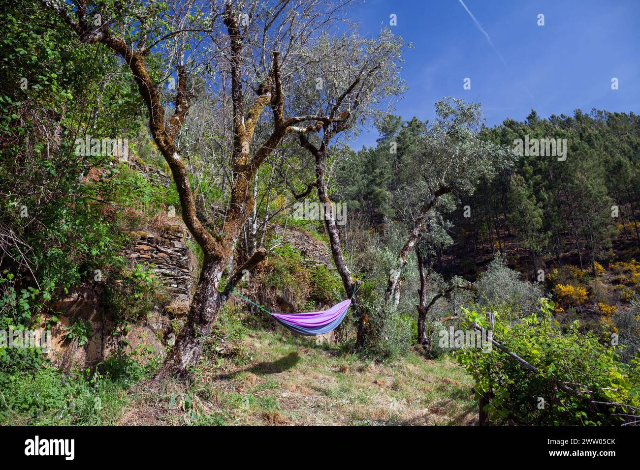 Europa, Portogallo, distretto di Coimbra, vicino a Góis, Coic, campi terrazzati su una remota Hillside con un'amaca Foto Stock