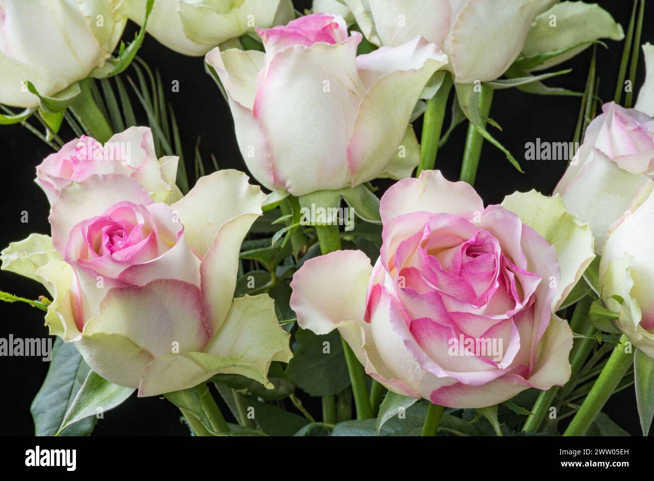 Splendida varietà di rose per il tè con petali bianchi cremosi bordati rosa. Sfumature di verde sui petali bianchi esterni. Foto Stock