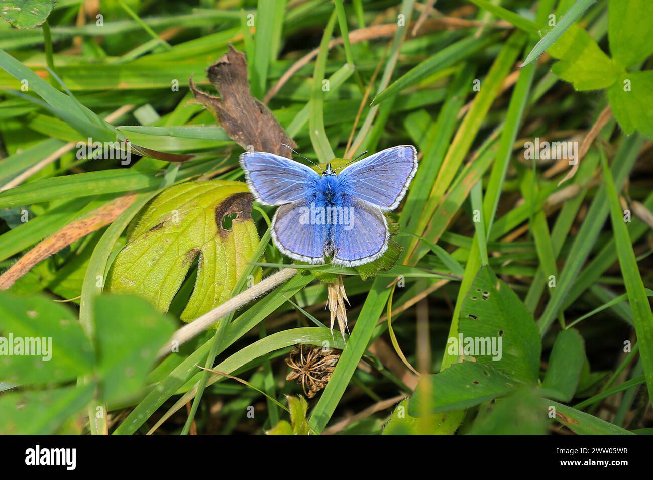 Una farfalla blu comune maschile (Polyommatus icarus), Inghilterra, Regno Unito Foto Stock