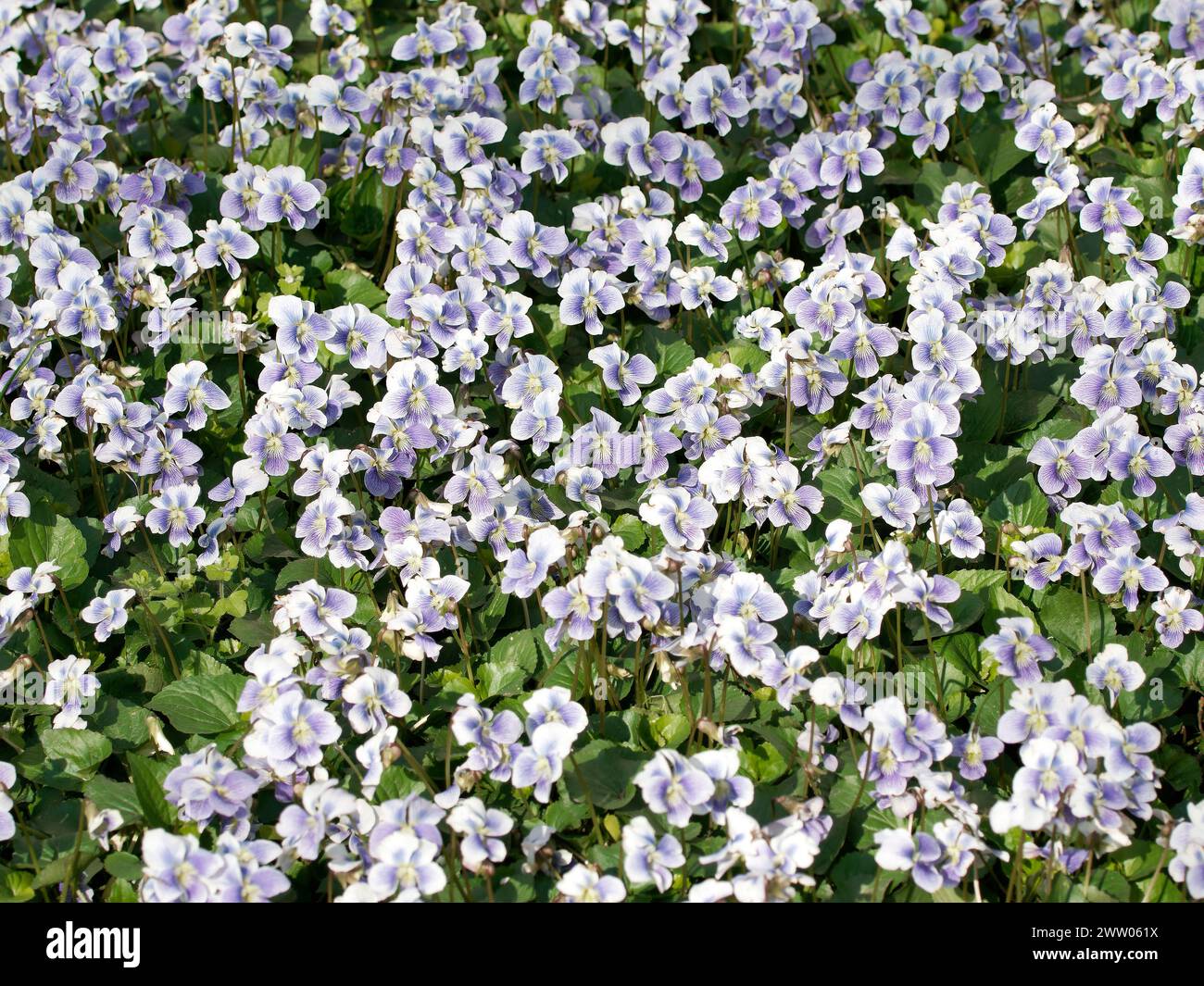 viola blu comune, viola prato comune, viola viola viola viola, viola lanugine, viola incappucciata, Violette de la Pentecôte, Viola sororia, amerikai ibolya Foto Stock