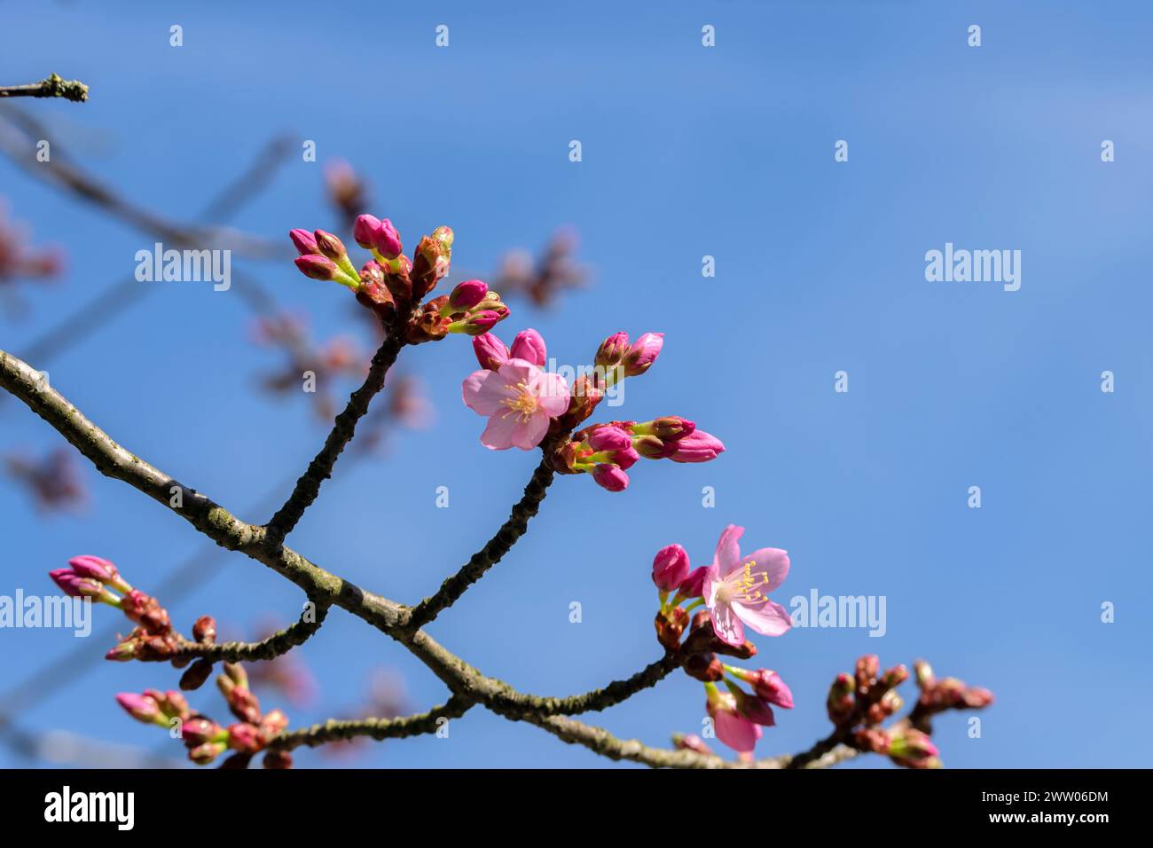 Chiudi le gemme di Prunus Sargentii ad Amsterdam, Paesi Bassi, 14-3-2024 Foto Stock