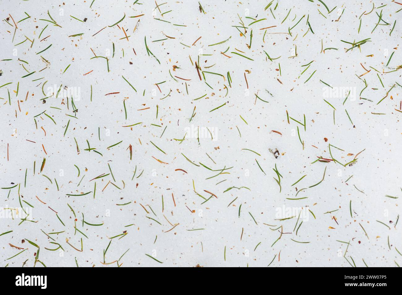 Gli aghi di pino sono disposti in cima a uno strato di neve in una tranquilla foresta invernale, creando un contrasto naturale e una consistenza sul terreno. Foto Stock