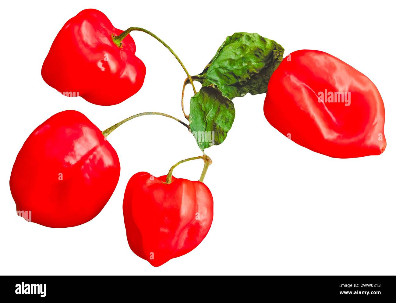 Gruppo di peperoni Scotch Bonnet su sfondo bianco: Gruppo di quattro peperoni rossi caraibici con foglie e steli isolati con fondo bianco Foto Stock