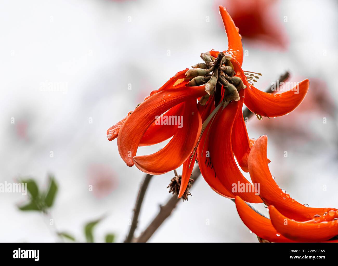 Fiore di Erythrina caffra, corallodendro. Flora africana, albero in fiore di corallo, due grandi fiori di arancio rosso brillante. Primavera ottobre in Sud Africa. Alberi Foto Stock