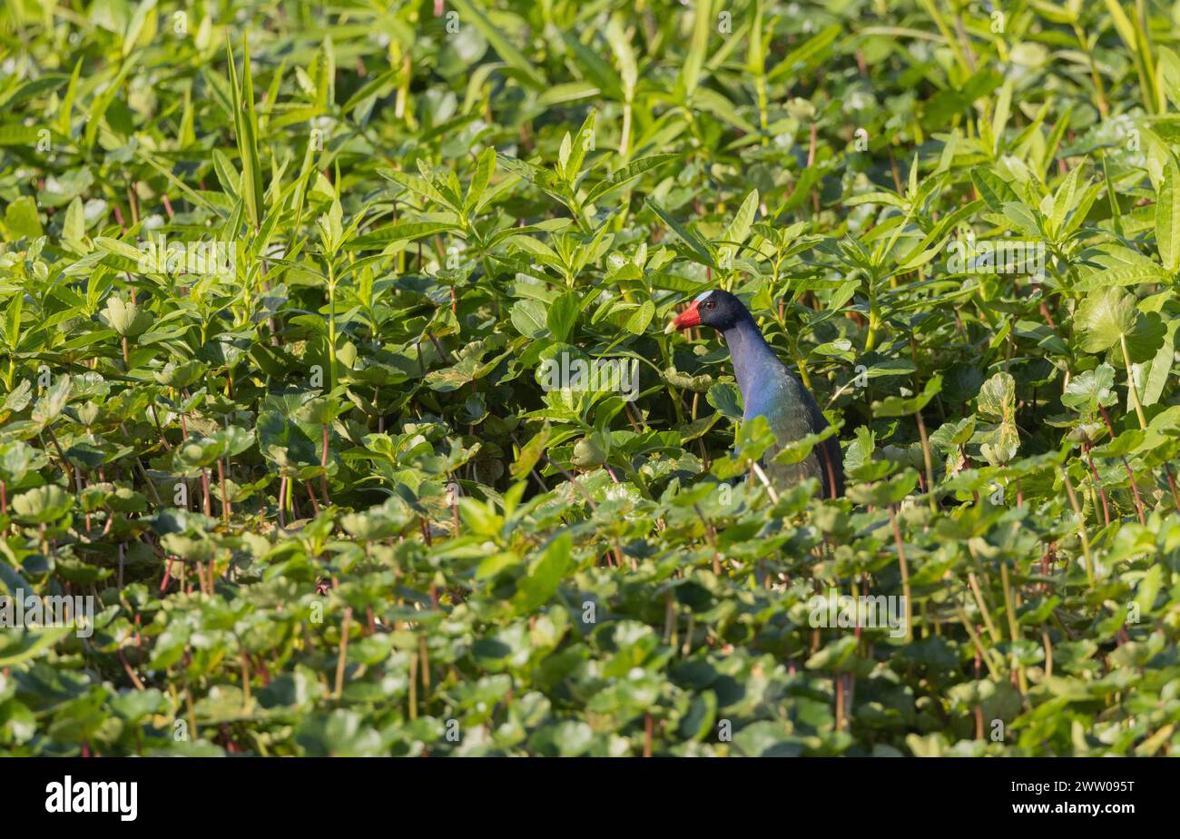 Una gallina viola in piedi nelle zone umide. Foto Stock