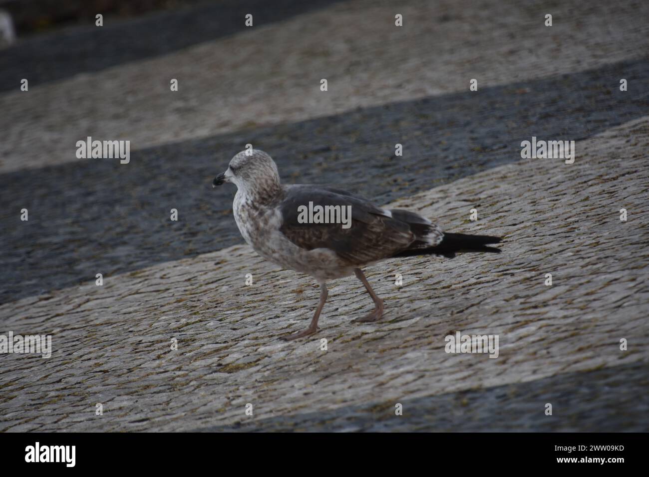Une mouette à Faro Foto Stock