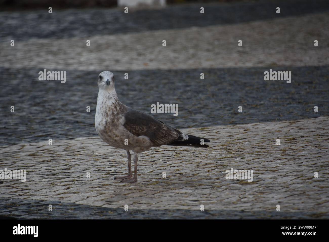 Une mouette à Faro Foto Stock