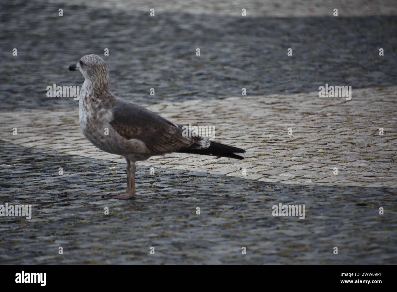 Une mouette à Faro Foto Stock
