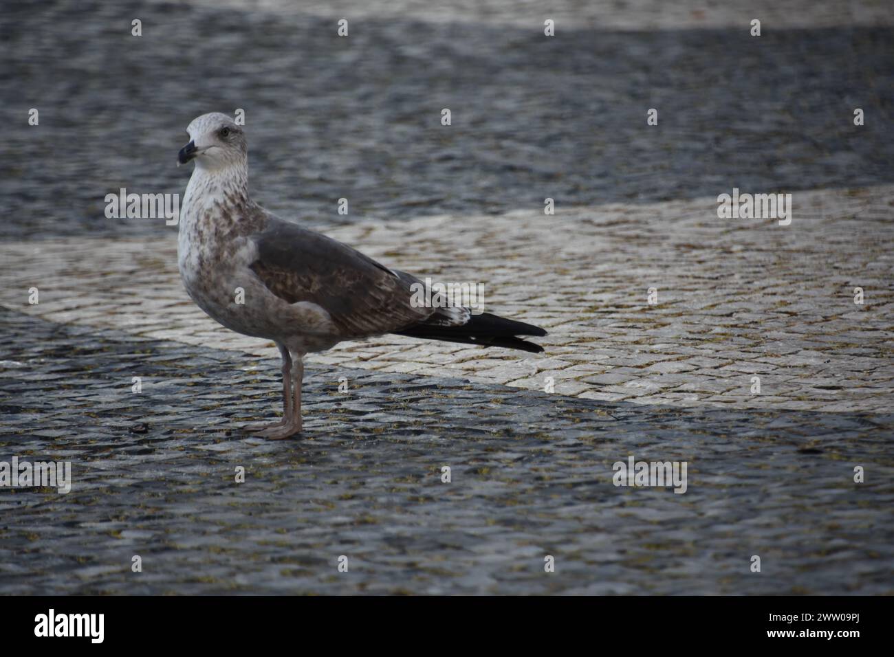 Une mouette à Faro Foto Stock