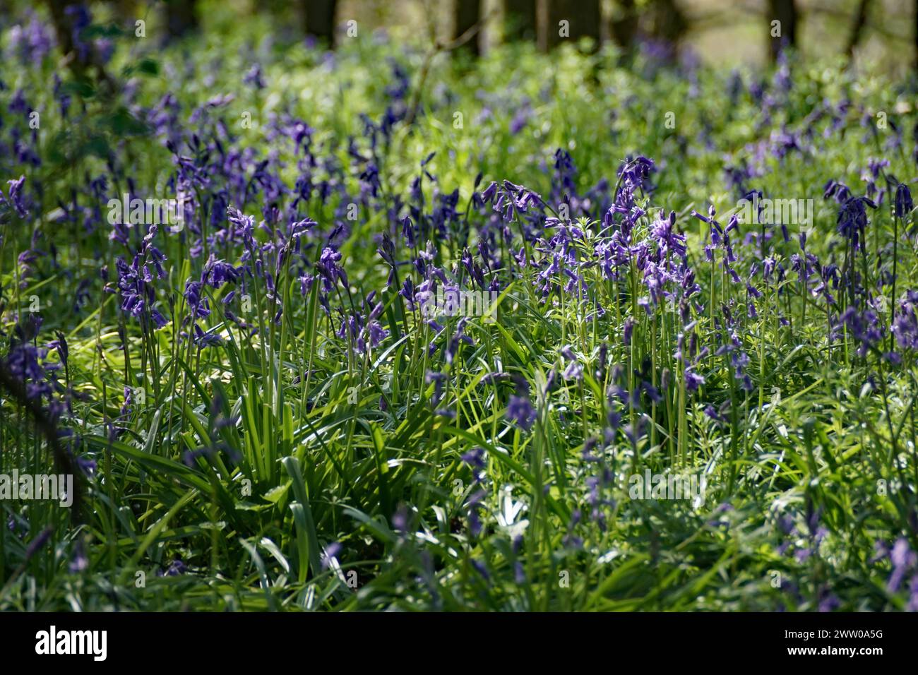 Vista da Coughton Court Foto Stock