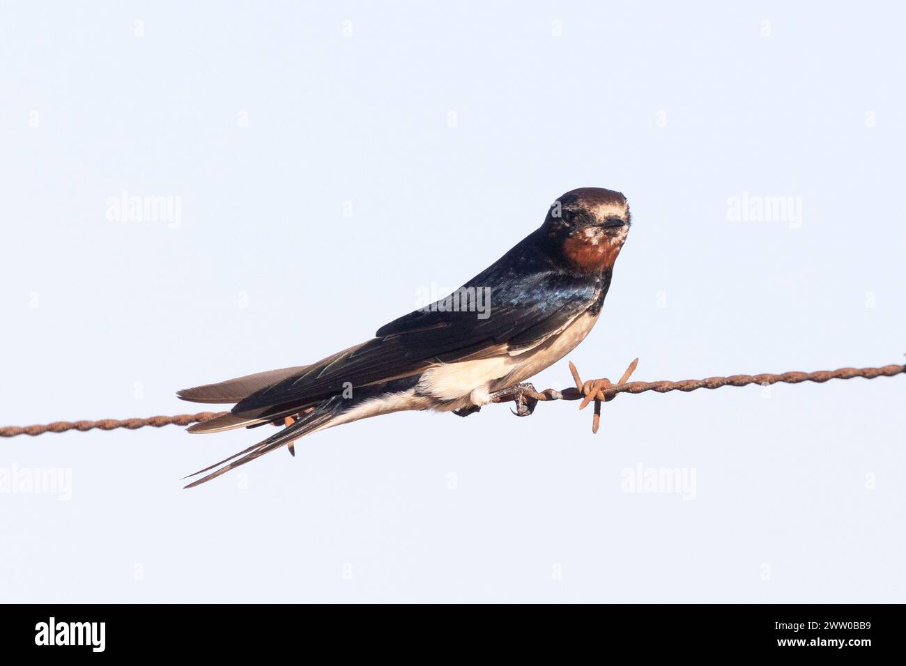 Fienile Swallow ( Hirundo rustica) arroccato su filo metallico, Velddrif, costa occidentale, Capo Occidentale, Sudafrica Foto Stock