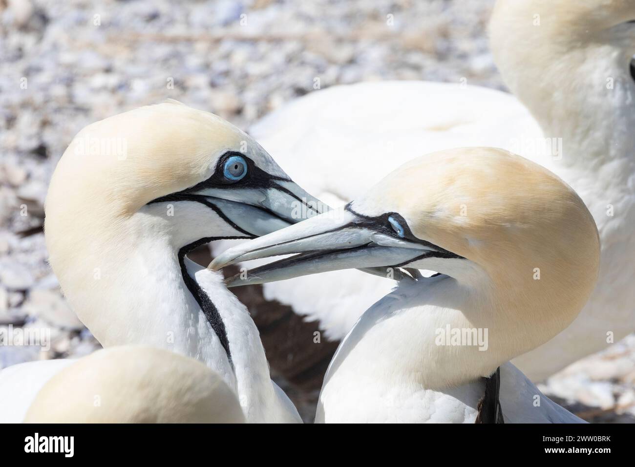 Cape Gannet (Morus capensis), una colonia di riproduzione di Bird Island, Lamberts Bay, West Coast, Sud Africa, sono in pericolo a livello globale Foto Stock
