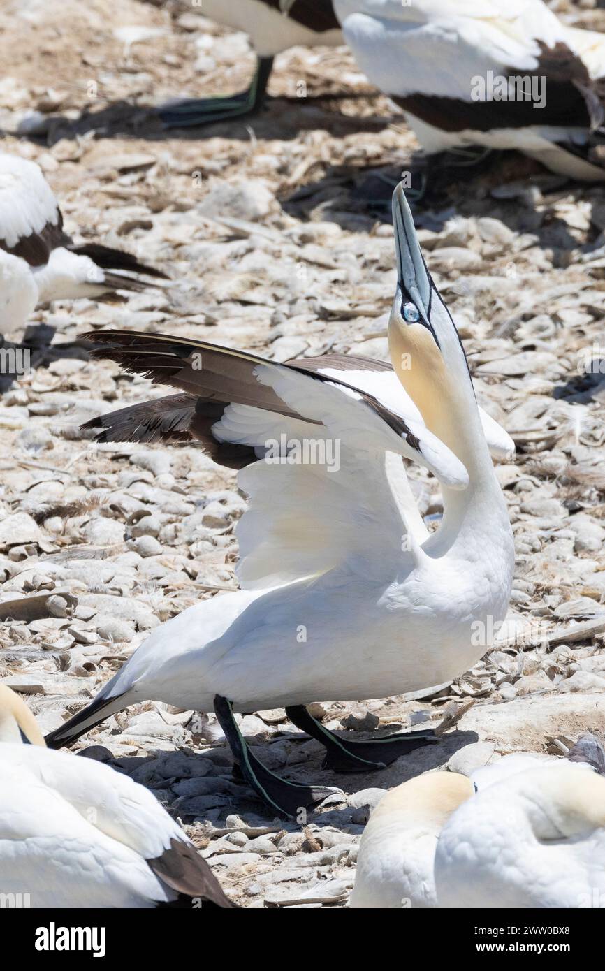 Cape Gannet (Morus capensis), un segno di pacificazione nell'affollata colonia di riproduzione di Bird Island, Lamberts Bay, West Coast, Sud Africa Foto Stock