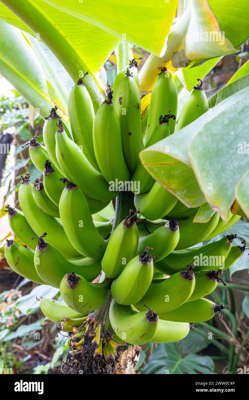 Albero di banana Foto Stock