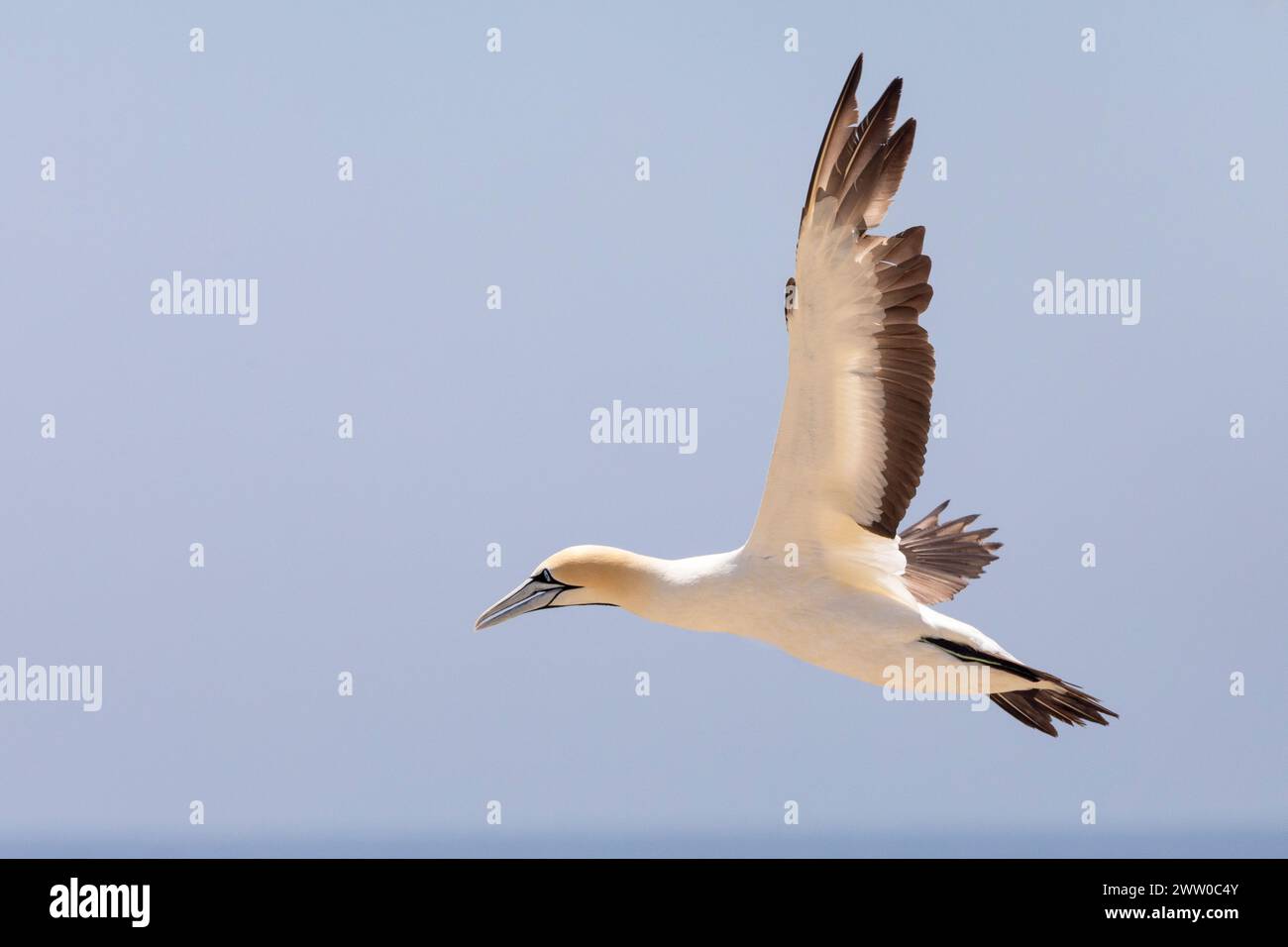 Cape Gannet (Morus capensis), nella colonia nidificante di Bird Island, Lamberts Bay, West Coast, Sud Africa, sono in pericolo globale a causa di decreti Foto Stock