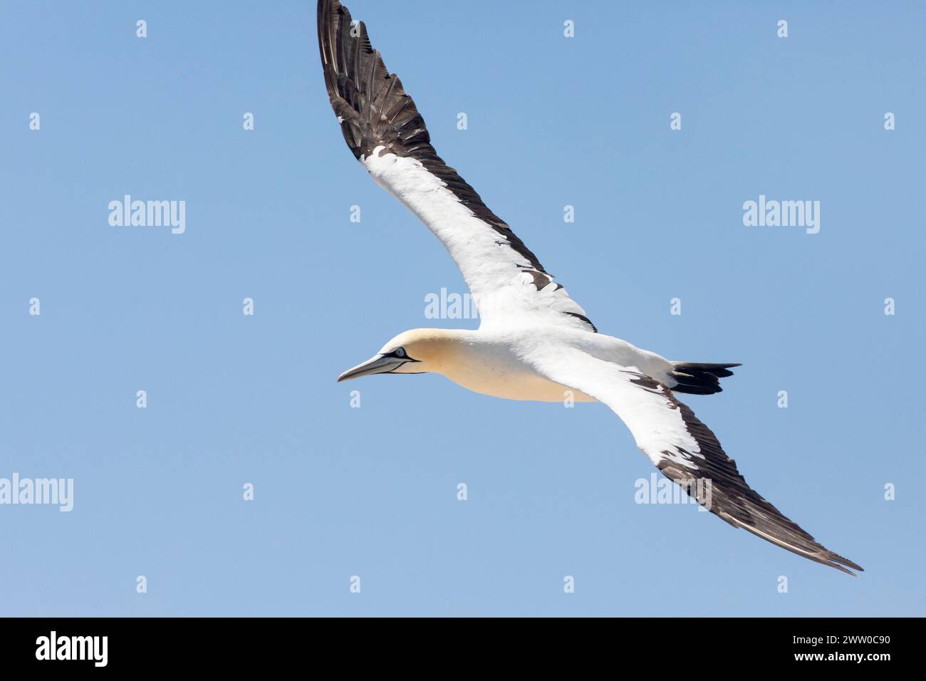 Cape Gannet (Morus capensis), nella colonia nidificante di Bird Island, Lamberts Bay, West Coast, Sud Africa, sono in pericolo globale a causa di decreti Foto Stock