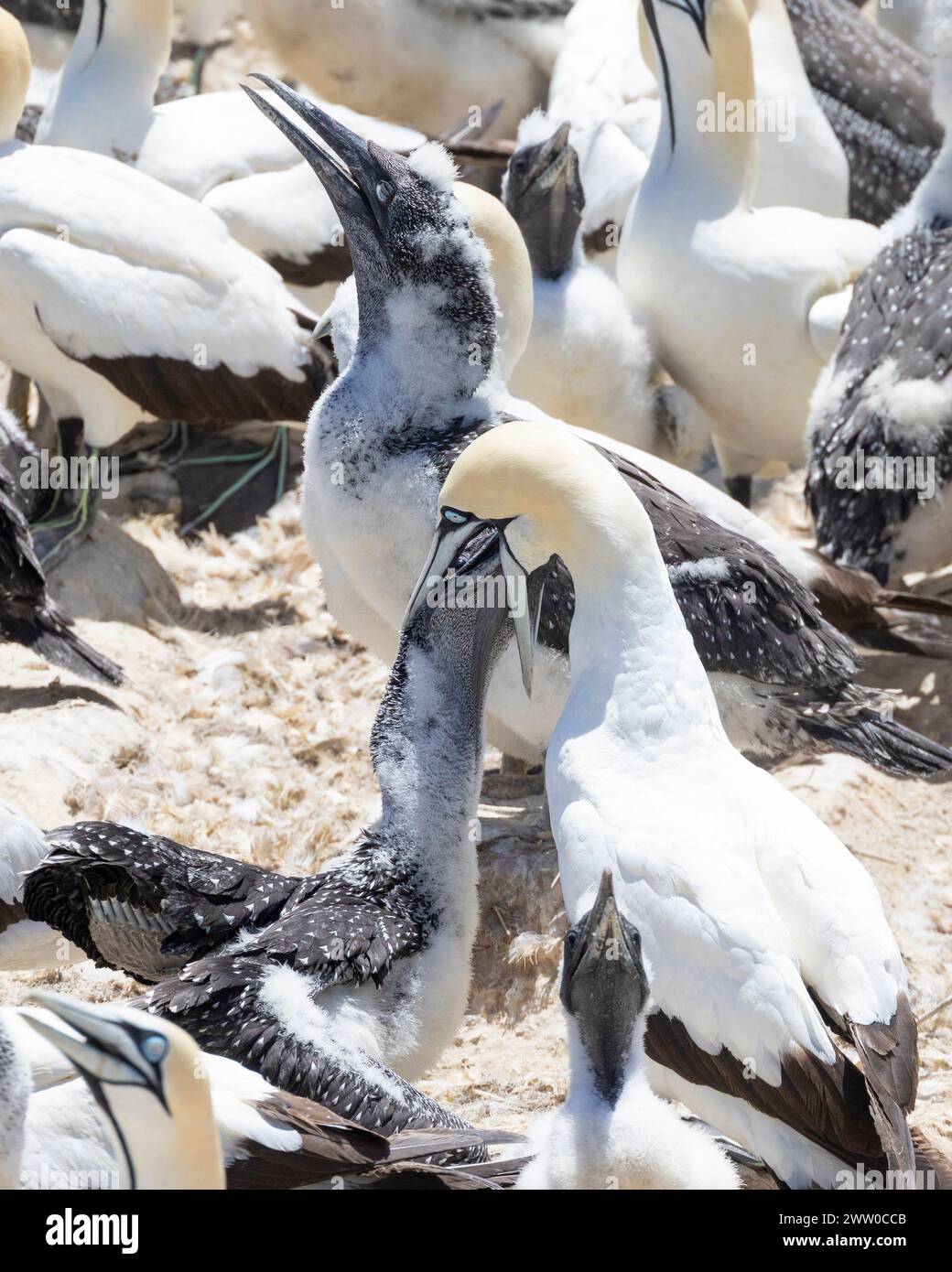 Cape Gannet (Morus capensis) in via di estinzione, che dà da mangiare a Bird Island, Lamberts Bay, West Coast, Sud Africa Foto Stock