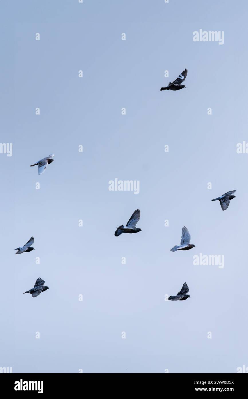 Uno stormo di piccioni selvatici Columbidae che volano in alto nel Regno Unito. Foto Stock