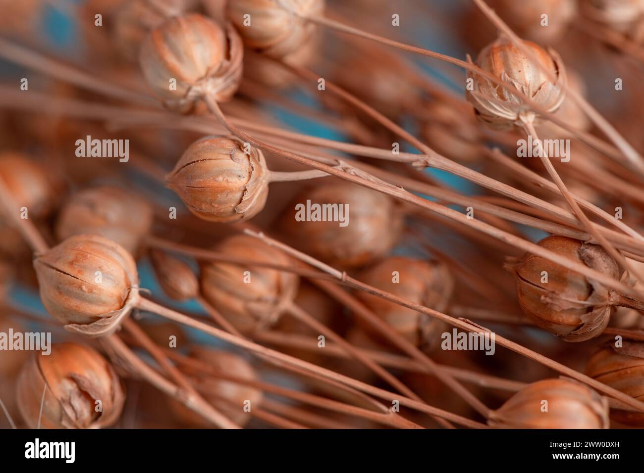 frutti di lino, scatole di lino con semi da vicino, macro. il lino è utilizzato per la produzione di tessuti, carta, fondo floreale naturale Foto Stock