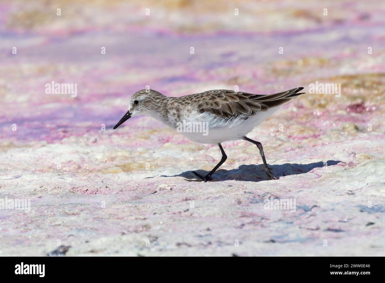 Piccolo stint non riproduttore (Calidris minuta) Kliphoek Saltpan, Velddrif, Breede River Estuary, West Coast, Western Cape, Sudafrica Foto Stock