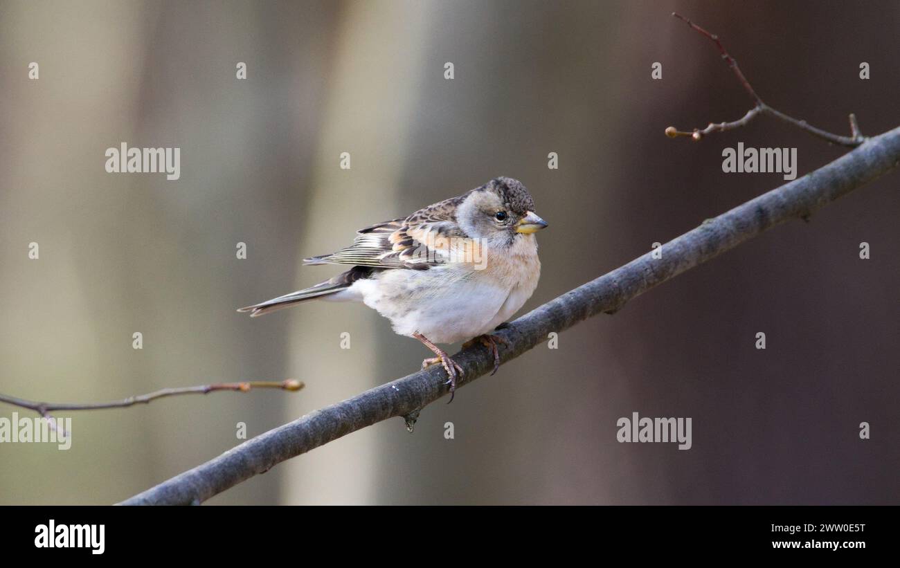 Fringilla montifringilla, anche nota come The Brambling. Piccolo uccello passerino appollaiato sul ramo dell'albero. Foto Stock