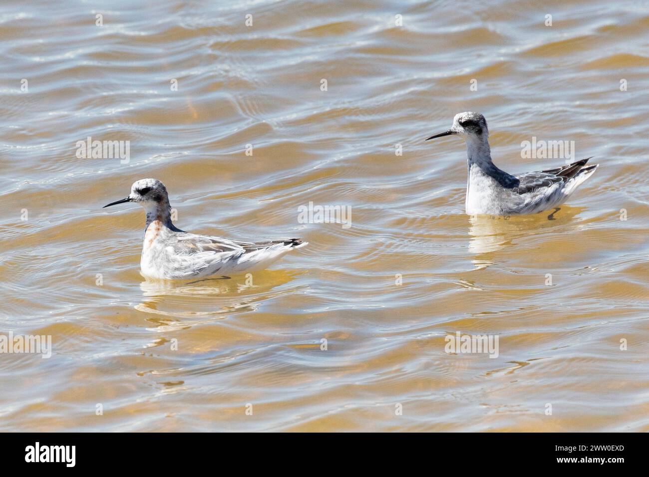 Phalarope dal collo rosso (Phalaropus lobatus), Kliphoek Salt Pans, Velddrif, West Coast, Western Cape, Sudafrica Foto Stock