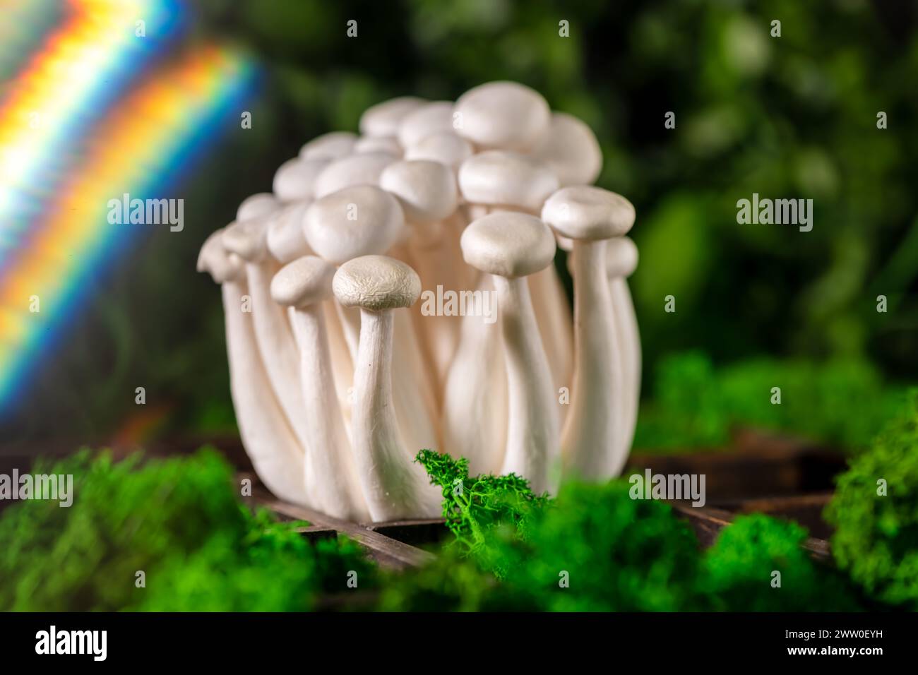 Primo piano di un mazzo di funghi shimeji circondati da muschio verde, con effetti ottici, arcobaleno e riflesso, superfood, un tipo di delizioso fungo di ostriche Foto Stock