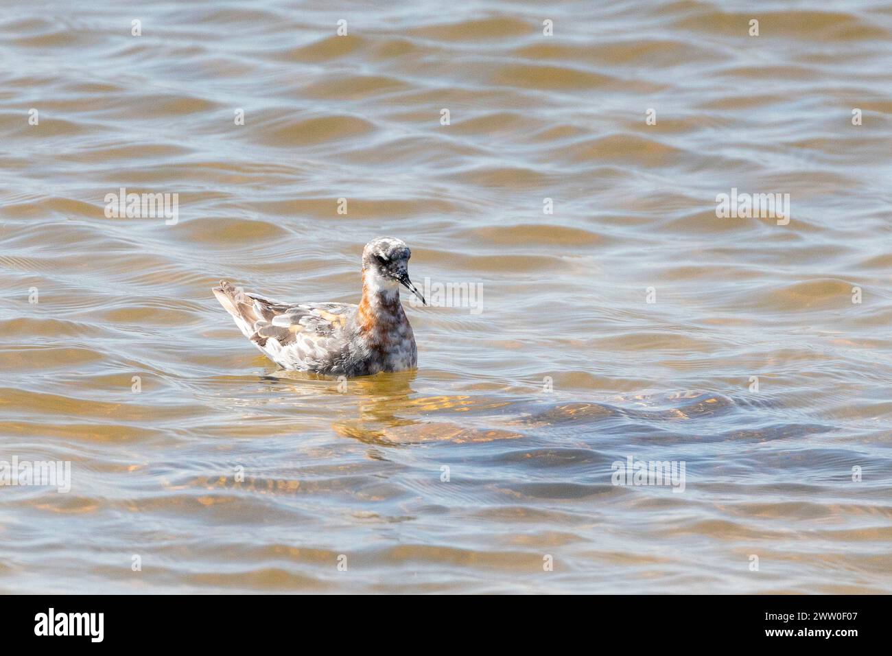 Phalarope dal collo rosso femminile (Phalaropus lobatus) in muta post-riproduzione, saline di Kliphoek, Velddrif, costa occidentale, Sudafrica Foto Stock