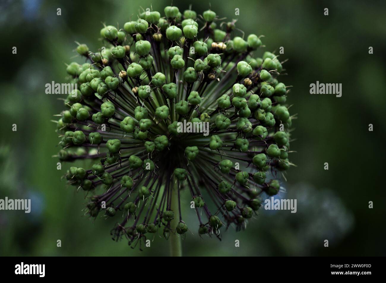 Mostra di fiori a Londra Foto Stock