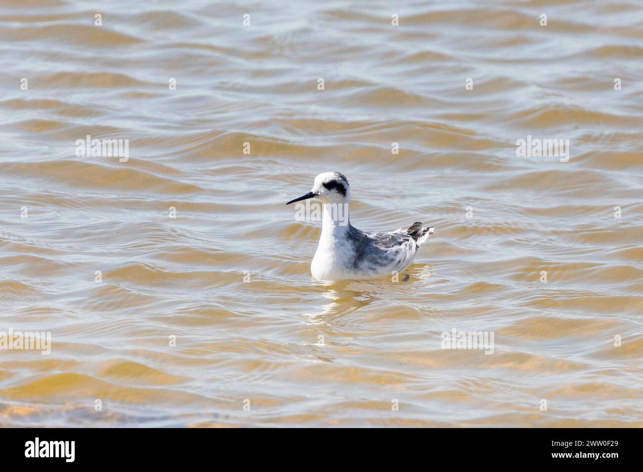 Phalarope dal collo rosso (Phalaropus lobatus) adulto non riproduttore, Kliphoek Salt Pans, Velddrif, West Coast, Western Cape, Sudafrica Foto Stock