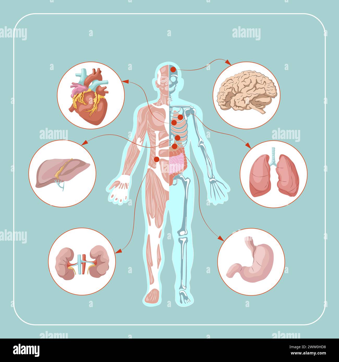 Infografica sull'anatomia del corpo umano della struttura dell'illustrazione vettoriale degli organi umani Illustrazione Vettoriale