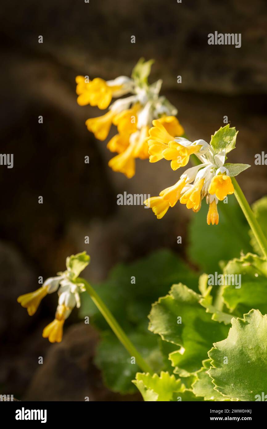 Impressionante Primula palinuri, Palinuro auricula. Primo piano naturale, ritratto di piante fiorite, Springtime. Accattivante, sorprendente, mozzafiato, avvincente, Foto Stock