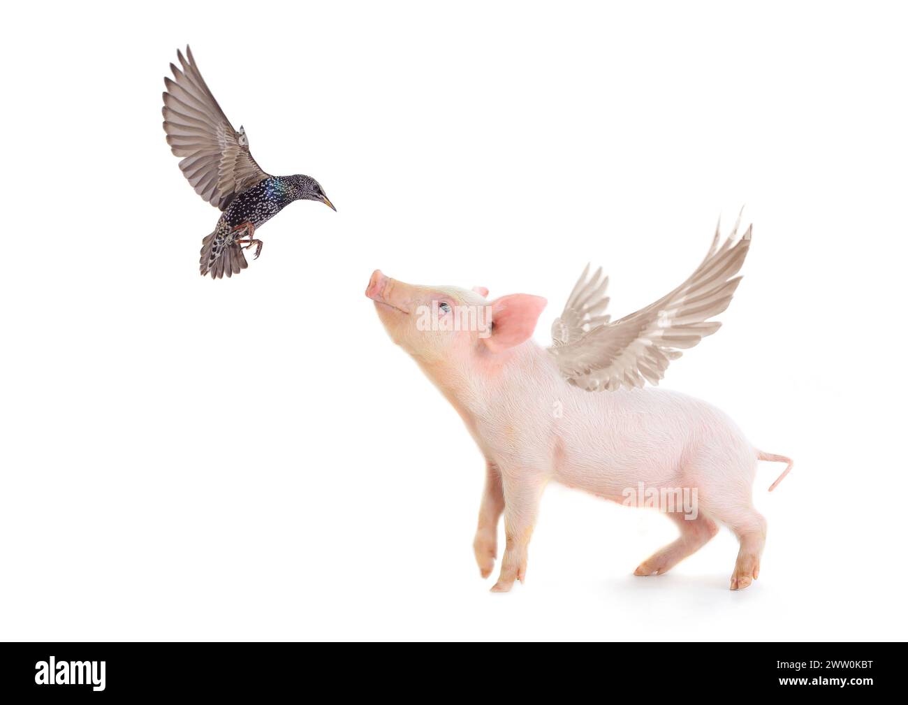 maiale e uccello con ali su sfondo bianco. studio Foto Stock