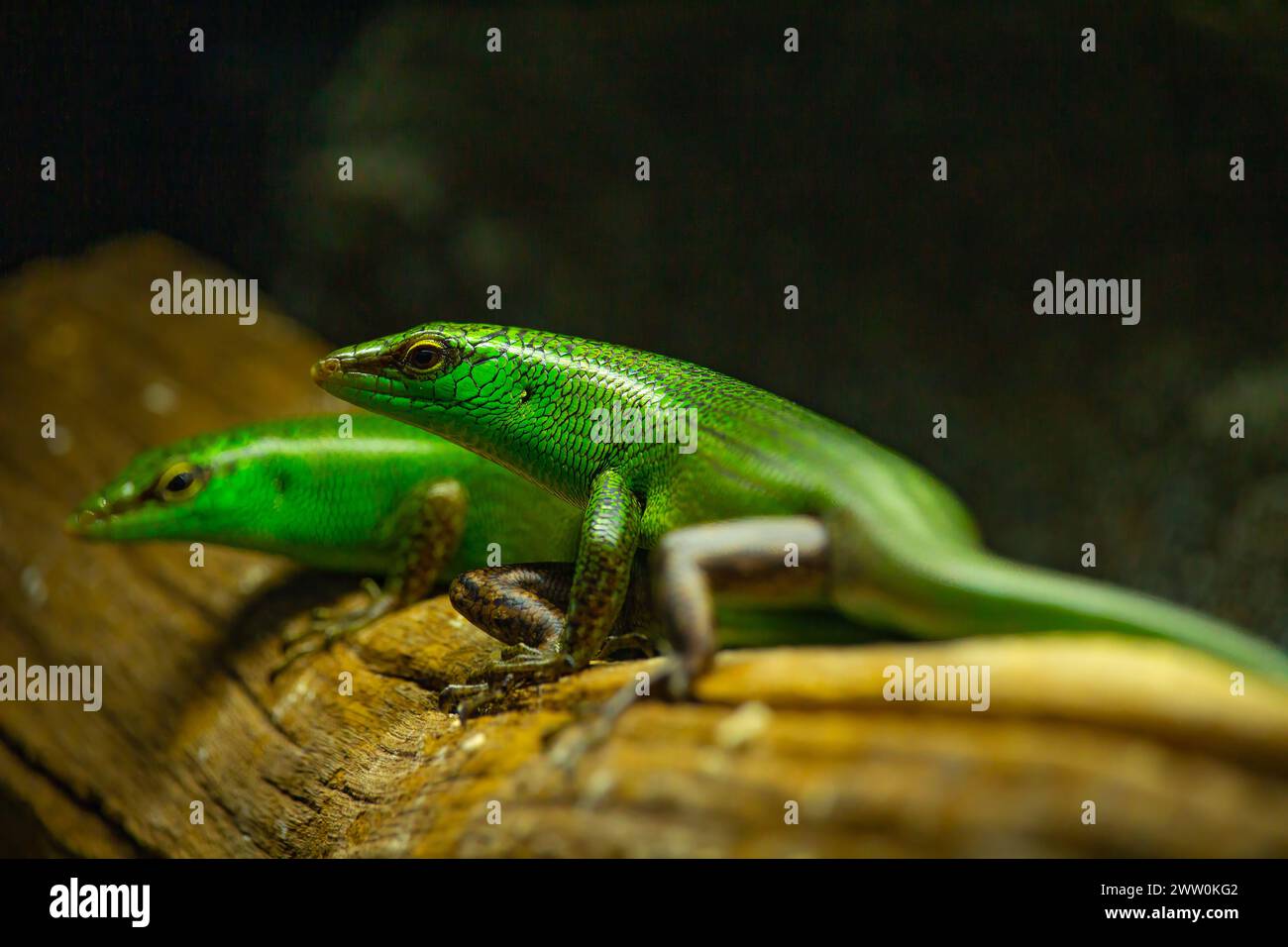 Actrive piccole lucertole verdi sulla diramazione Foto Stock