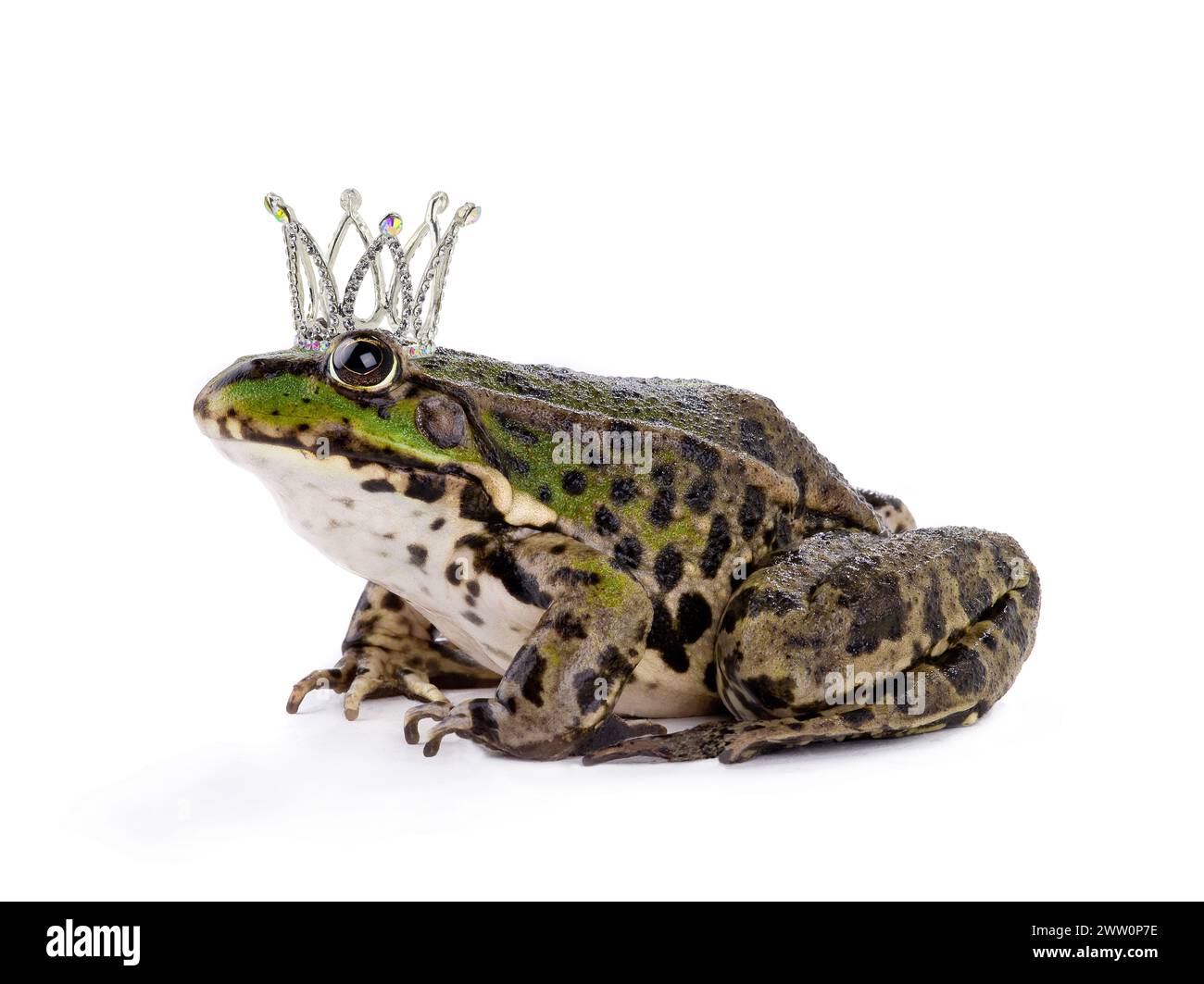 corona la rana isolata su uno sfondo bianco Foto Stock