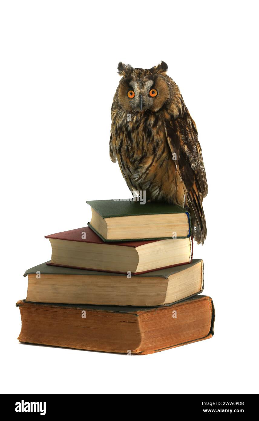 owl siede su vecchi libri Foto Stock