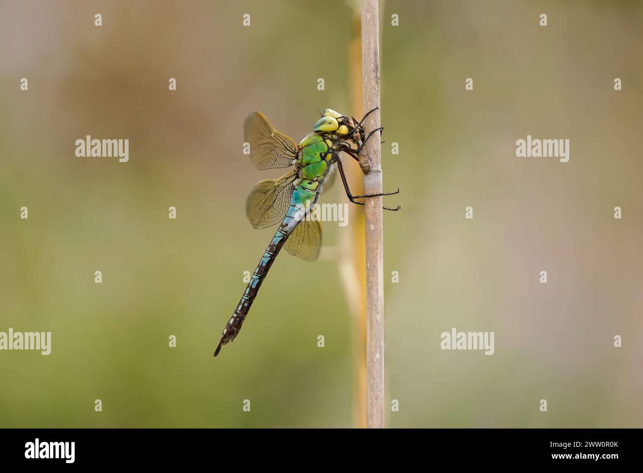Una libellula con un colpo macro. un insetto nelle canne Foto Stock