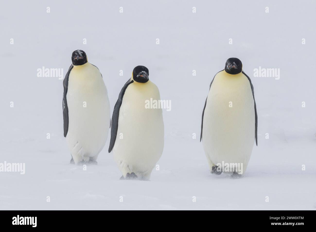 Antartide, Mare di Ross, Baia di McMurdo lungo il veloce bordo di ghiaccio a 77° 52,40 S 166° 42,44 E. pinguini Imperatori (Aptenodytes fosteri) -25° C. Foto Stock