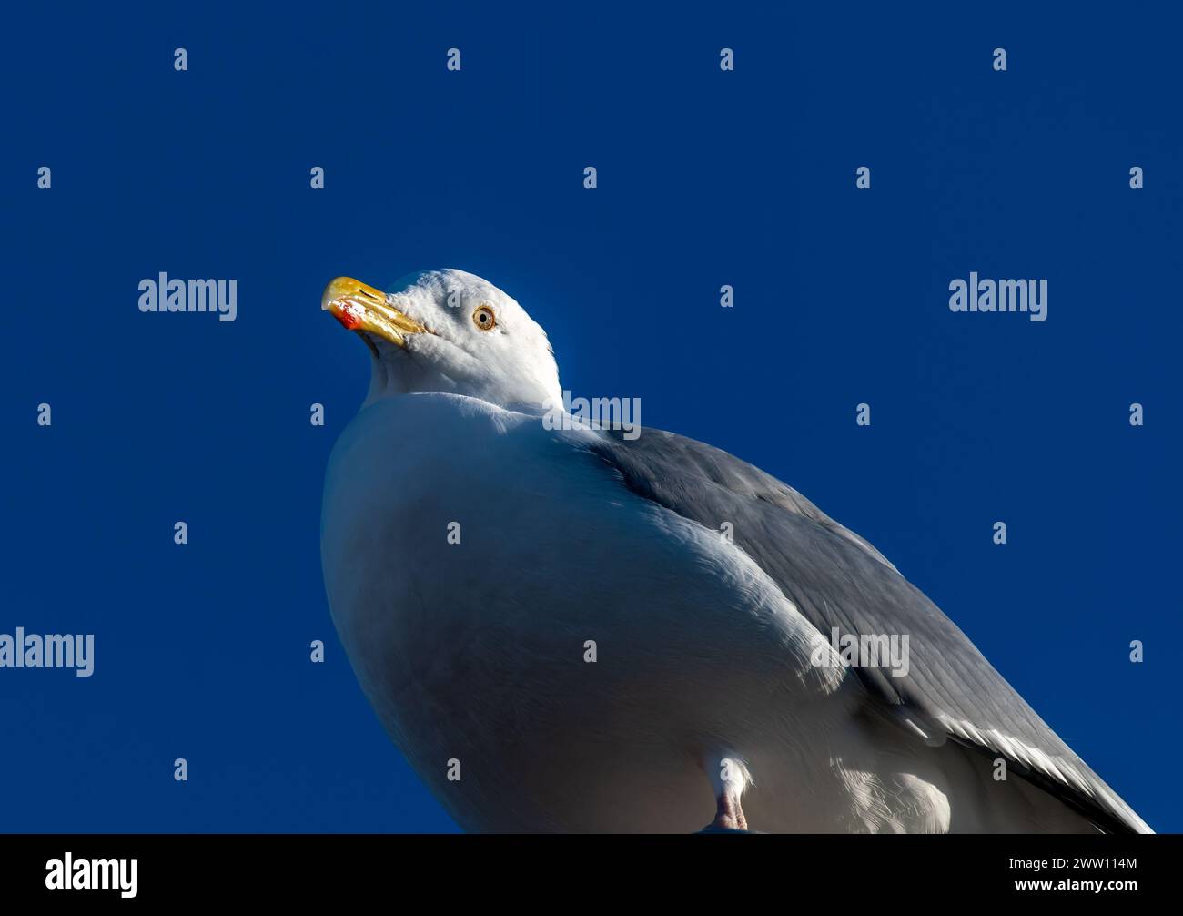 Primo piano di Herring Gull Foto Stock