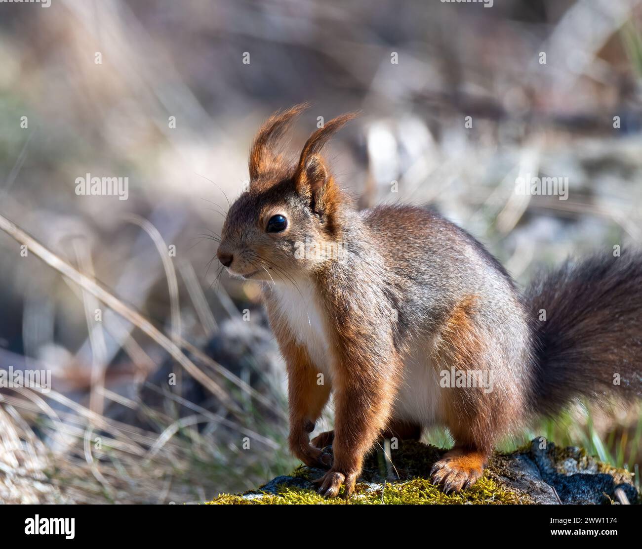 Scoiattolo sulla roccia Foto Stock