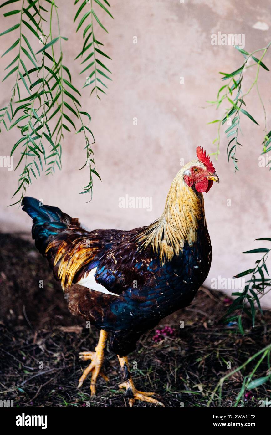 Gallina colorata in piedi sotto rami frondosi in un giardino rurale a Tilcara, Jujuy, Argentina. Foto Stock
