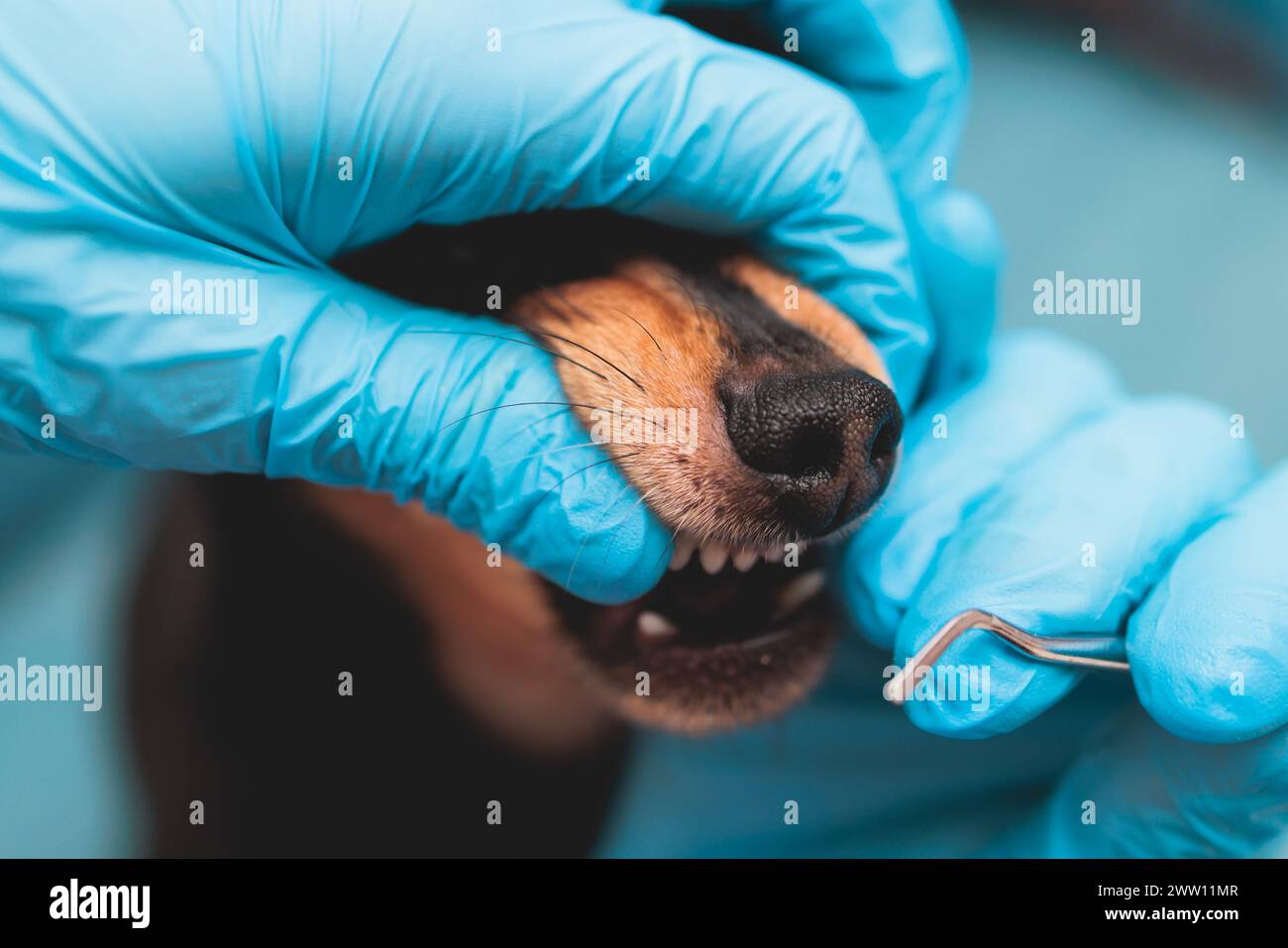 Veterinario specialista tenendo piccolo cane e pulizia denti sbiancanti cane a casa con dentifricio filo interdentale pasta, piccolo nero giovane denti igiene d Foto Stock